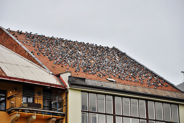 A2B Pest Control are able to install spikes to deter birds from roofs in Henley On Thames. 