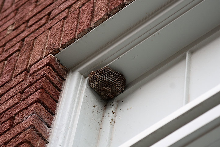 We provide a wasp nest removal service for domestic and commercial properties in Henley On Thames.